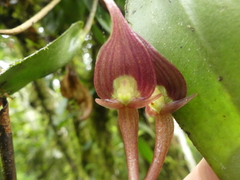 Pleurothallis ruberrima