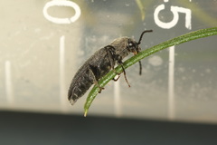 Hemiopsida