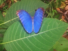 Morpho menelaus amathonte