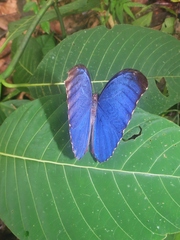 Morpho menelaus amathonte