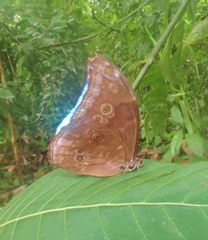 Morpho menelaus amathonte