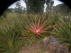Bromelia antiacantha