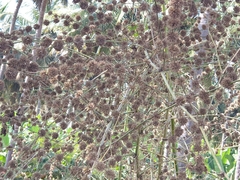 Dendrocalamus strictus