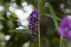 Dichorisandra procera