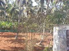 Dendrocalamus strictus