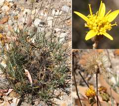 Heterolepis peduncularis