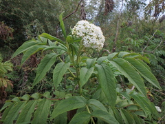 Sambucus africana