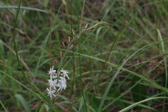 Trachyandra saltii
