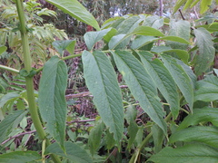 Sambucus africana