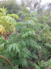 Sambucus africana