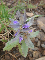 Ajuga integrifolia