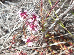 Lobelia jasionoides