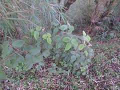 Rubus apetalus