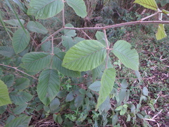 Rubus apetalus