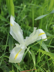 Iris palaestina