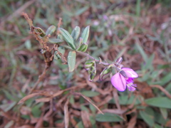 Polygala sphenoptera