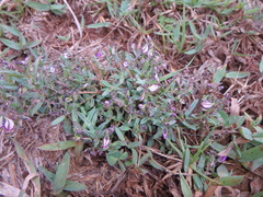 Polygala sphenoptera