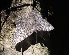 Hamadryas februa ferox