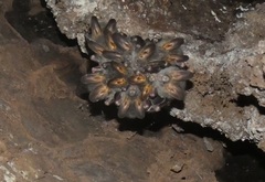 Megaderma spasma