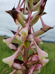 Disa cooperi
