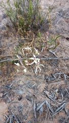 Pelargonium fergusoniae