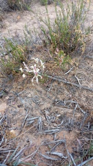 Pelargonium fergusoniae