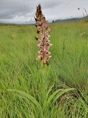 Disa cooperi