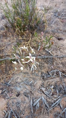 Pelargonium fergusoniae