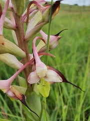 Disa cooperi