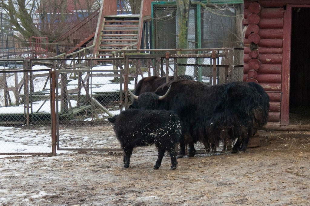 wild yak