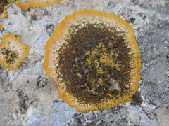 Variospora aurantia
