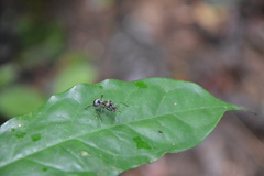 Polyrhachis militaris