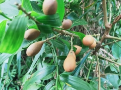 Aglaia rimosa