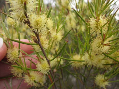 Melaleuca scalena