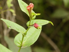 Macleania ericae