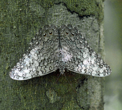 Hamadryas februa ferox