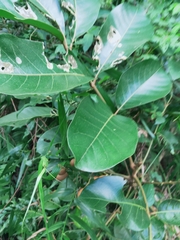 Aglaia rimosa