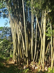 Dendrocalamus sikkimensis