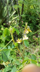 Crotalaria incana