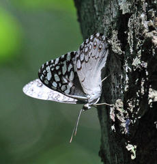 Hamadryas februa ferox