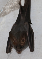 Megaderma spasma