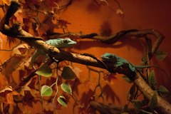 Anolis baracoae