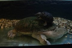 Chelodina rugosa