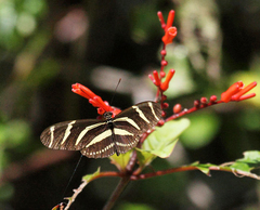 Heliconius charithonia