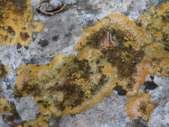 Variospora aurantia