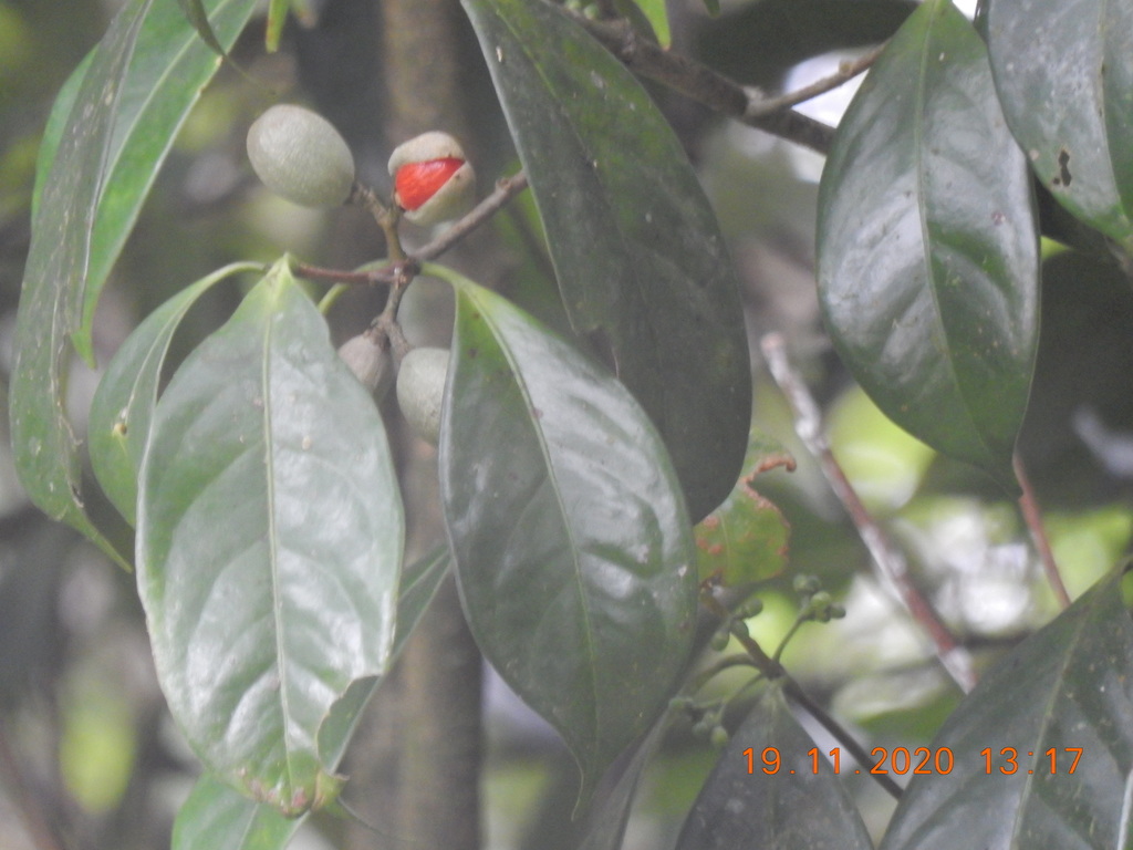 Microtropis discolor