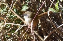 Prinia