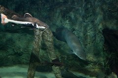 Arapaima gigas
