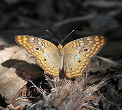 Anartia jatrophae
