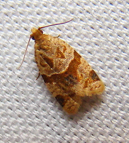 Tortricid Leafroller Moths and Allies